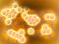 Microscopic View of Methicillin-resistant Staphylococcus aureus Fine Art Print