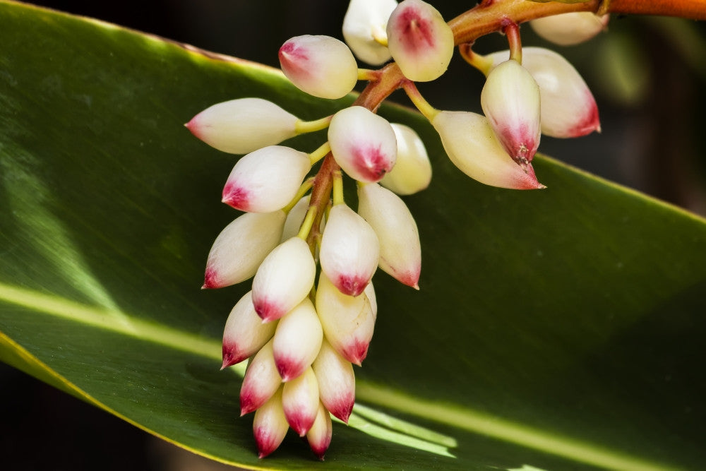 Close-up of White Ginger Flower Alpinia Fine Art Print from Maui, Hawaii