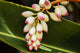 Close-up of White Ginger Flower Alpinia Fine Art Print from Maui, Hawaii