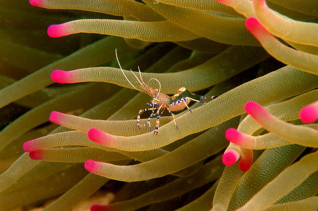 Spotted Cleaner Shrimp Fine Art Print by VWPics/Stocktrek Images