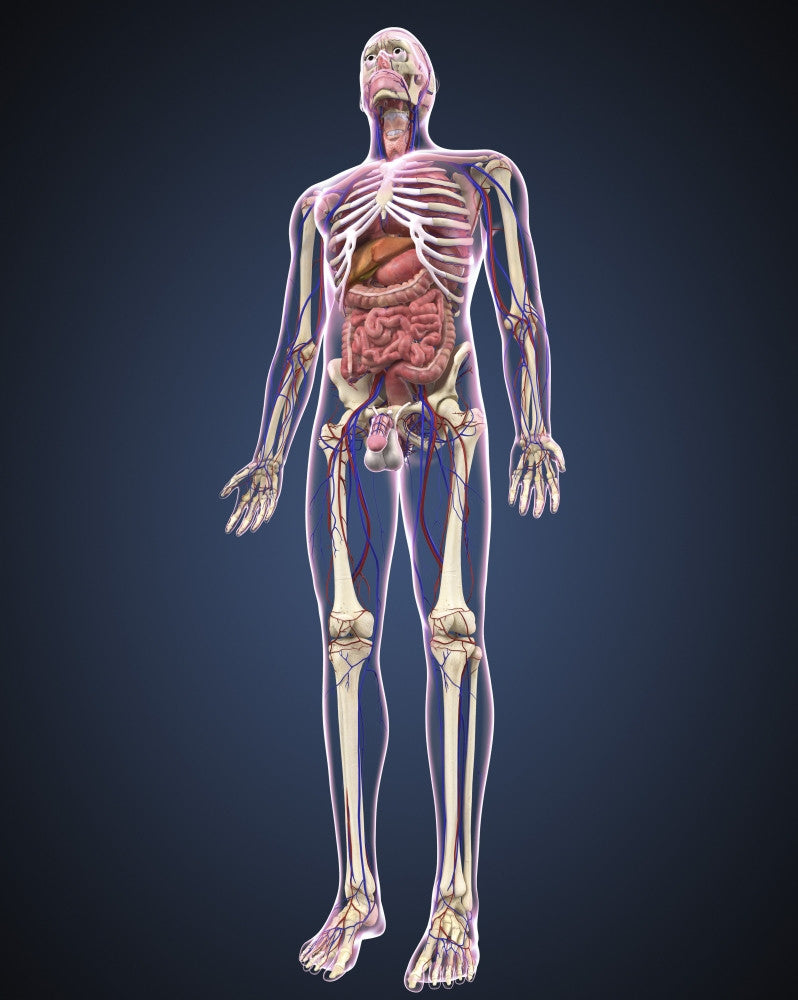 Anatomical Male Body Poster Print - Full Length with Organs & Veins