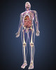 Anatomical Male Body Poster Print - Full Length with Organs & Veins