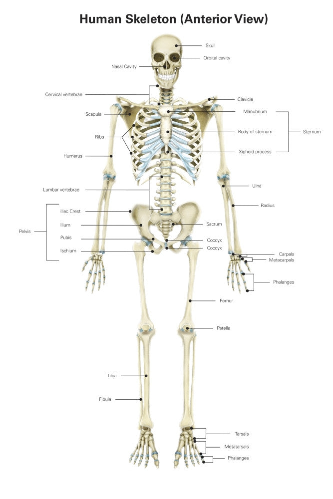 Anterior View Human Skeletal System Poster Print by Alan Gesek