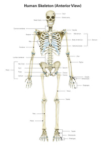 Anterior View Human Skeletal System Poster Print by Alan Gesek