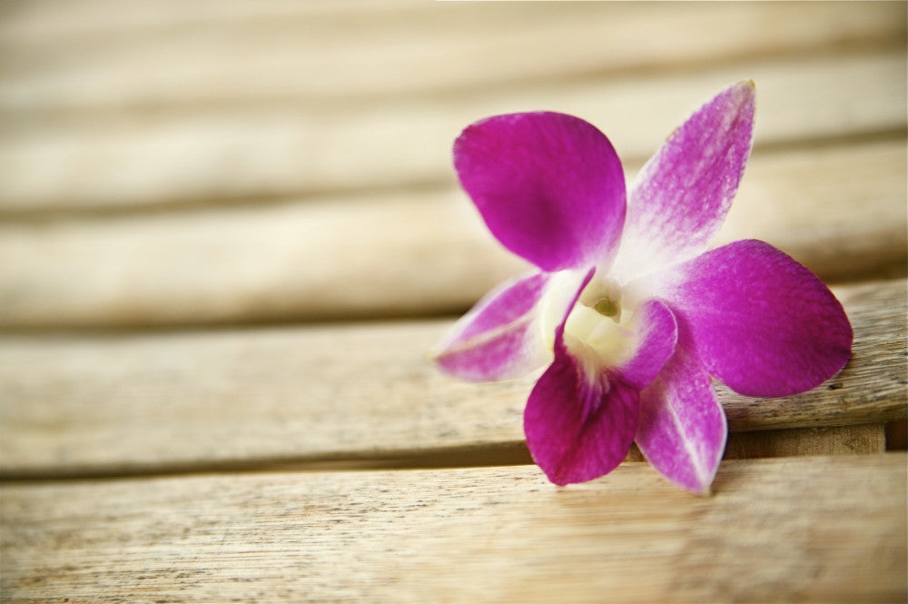 Hawaii, Kauai, Kilauea, Pink Orchid Fine Art Print by Kicka Witte