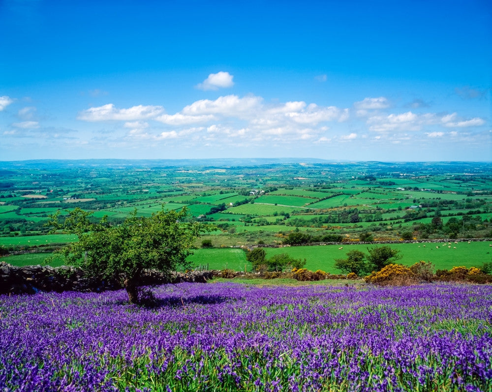 Bluebells in Borris, Co Carlow, Ireland Fine Art Print by The Irish Image Collection