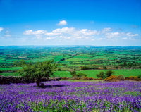 Bluebells in Borris, Co Carlow, Ireland Fine Art Print by The Irish Image Collection