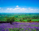 Bluebells in Borris, Co Carlow, Ireland Fine Art Print by The Irish Image Collection