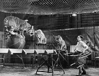 Clyde Beatty Animal Tamer Performing with Tigers Fine Art Print