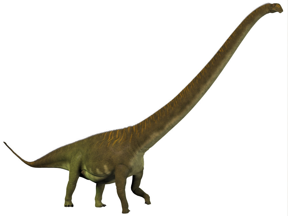 Mamenchisaurus Poster Print - Late Jurassic Dinosaur Art