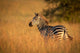 Plains Zebra Fine Art Print by Nick Dale - Serengeti National Park
