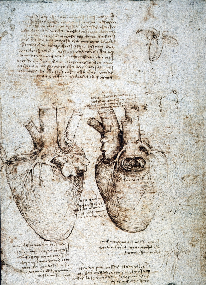 Leonardo da Vinci Studies of an Ox Heart Fine Art Print C1512