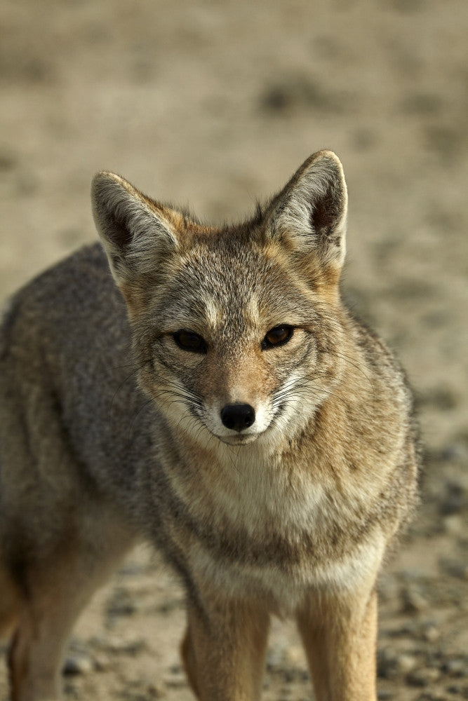 South American Gray Fox Fine Art Print by David Wall - Patagonia, Argentina