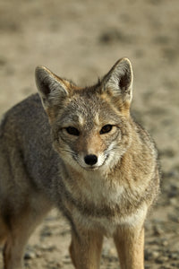 South American Gray Fox Fine Art Print by David Wall - Patagonia, Argentina