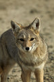 South American Gray Fox Fine Art Print by David Wall - Patagonia, Argentina