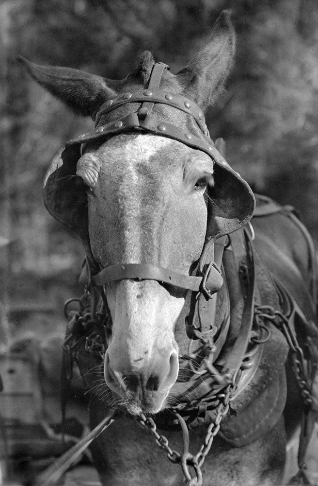 Alabama Mule C1936 Fine Art Print by Walker Evans