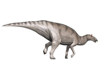 Edmontosaurus Dinosaur Poster Print on White Background