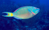 Stoplight Parrotfish on Caribbean Reef Fine Art Print by Karen Doody