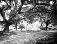 Florida Live Oak with Spanish Moss Fine Art Print by William Henry Jackson