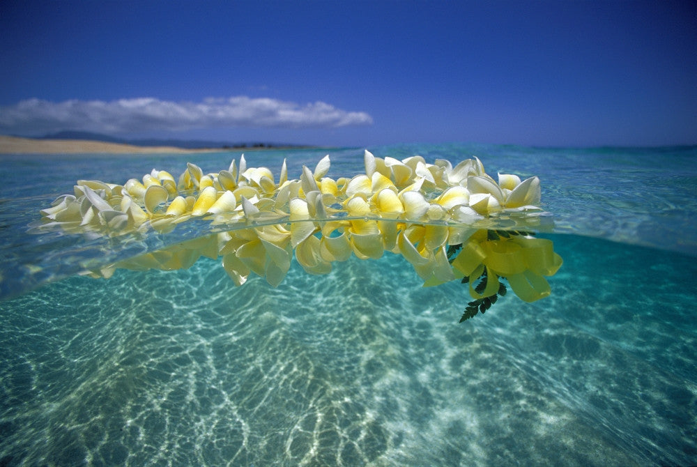 Over/Under Plumeria Lei Fine Art Print - Calm Turquoise Beach