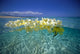Over/Under Plumeria Lei Fine Art Print - Calm Turquoise Beach