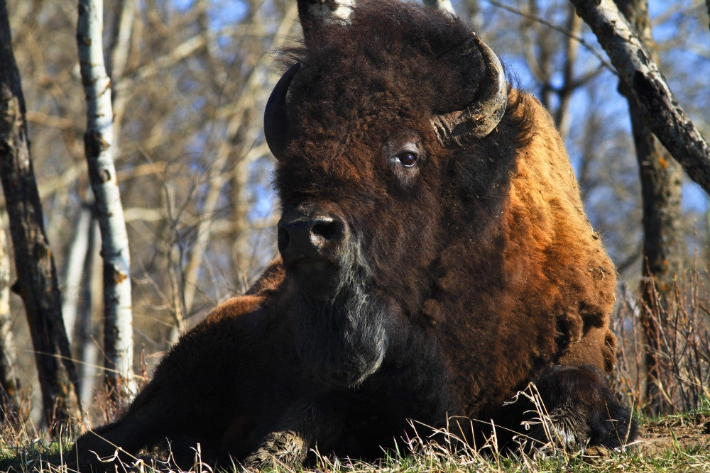 A Buffalo Resting Fine Art Print - Available in Multiple Sizes