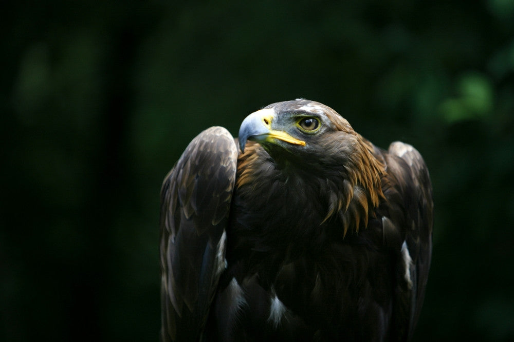 Golden Eagle Fine Art Print - Aquila Chrysaetos Poster