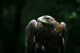 Golden Eagle Fine Art Print - Aquila Chrysaetos Poster