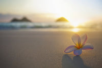 Pink Plumeria Flower at Lanikai Beach Art Print by Brandon Tabiolo