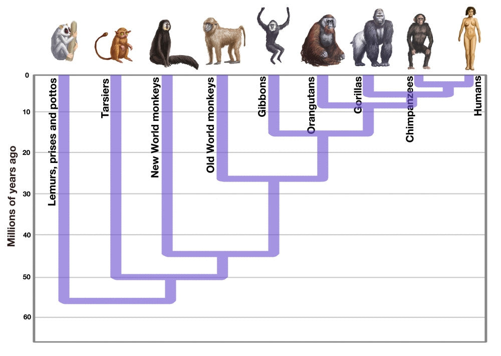 Human Evolution Fine Art Print by Science Source