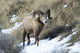 Rocky Mountain Bighorn Sheep Ram Fine Art Print by Richard Wright