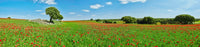 Panoramic View of Poppy Flowers Field in Cuenca, Spain Fine Art Print by Panoramic Images