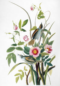 Audubon Seaside Sparrow Fine Art Print by Granger Collection