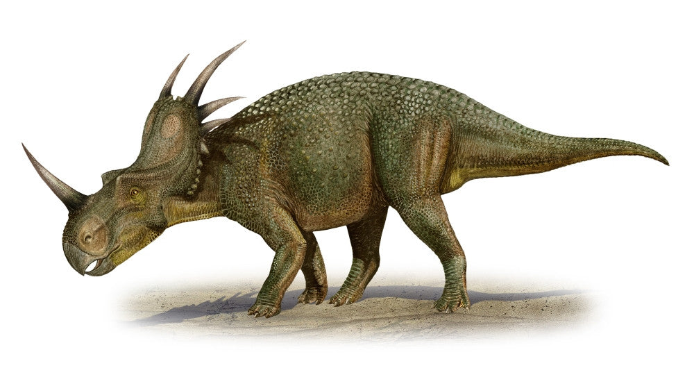 Styracosaurus albertensis Fine Art Print - Cretaceous Dinosaur