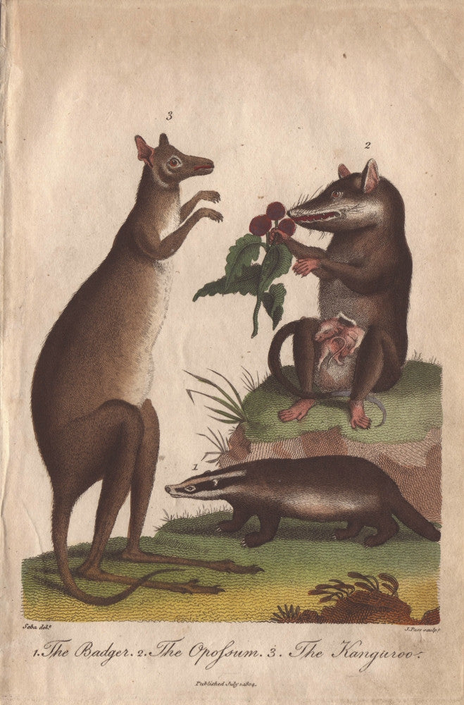 Kangaroo, Badger, and Opossum Fine Art Print by Florilegius