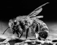 Close-Up of a Bee Fine Art Print - Stunning Insect Detail