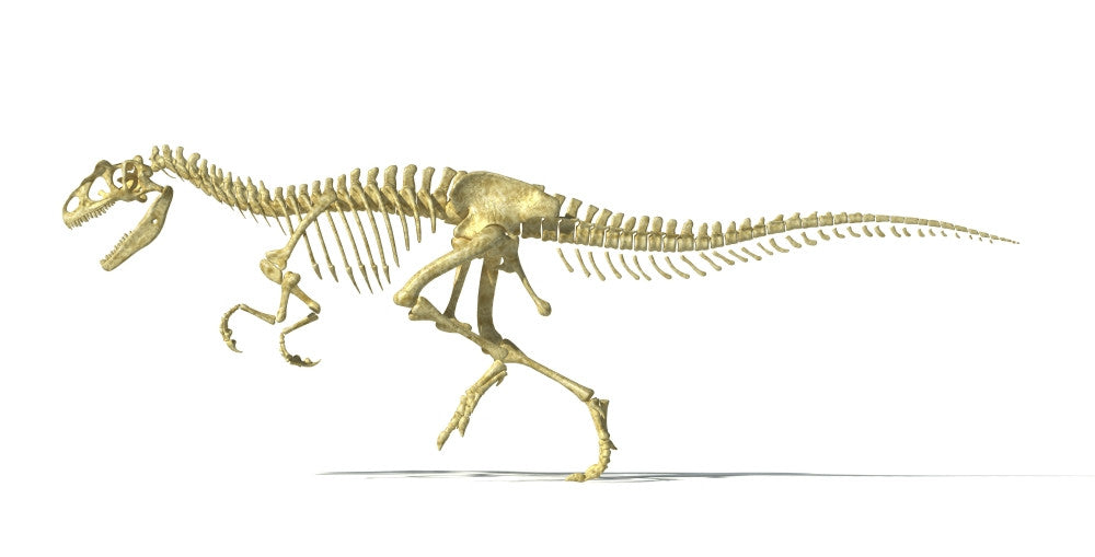 Allosaurus Dinosaur Skeleton 3D Rendering Poster Print