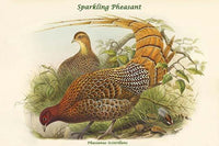 Phasianus Scintillans - Sparkling Pheasant Fine Art Print by John Gould