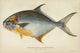 Florida Pompano Lithograph Art Print by Julius Bien & Co. (1903)