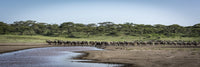Wildebeest Panorama Fine Art Print by Nick Dale - Serengeti