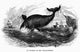 Whaling Crew Pursuing a Greenland Whale in Arctic Waters Fine Art Print