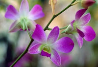 Cattleya Orchid Flower Blossoms Fine Art Print by Panoramic Images