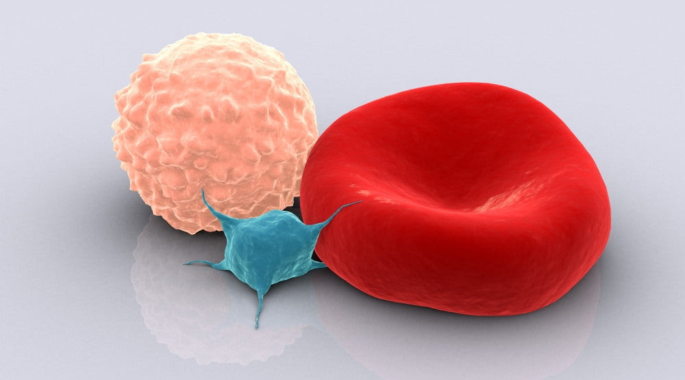 Conceptual Blood Cells and Platelet Fine Art Print - StockTrek Images