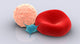 Conceptual Blood Cells and Platelet Fine Art Print - StockTrek Images