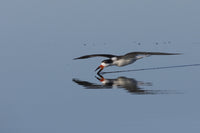 Black Skimmer Skimming for a Meal Fine Art Print by Ken Archer