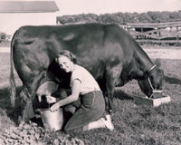 Portrait of a Young Woman Milking a Cow Fine Art Print