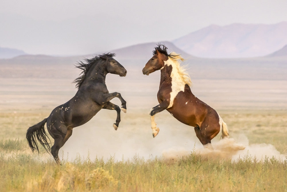 Wild Stallions Fighting Art Print by Jaynes Gallery