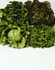 Agriculture Fine Art Print - Heads of Romaine & Leaf Lettuce