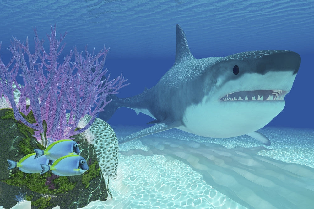 Megalodon Shark Swimming Beside Coral Reef Fine Art Print