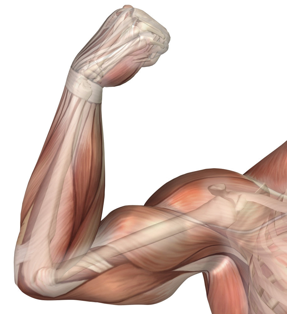 Human Bicep Muscle Illustration Poster Print - Item # VARPSTSTK700138H